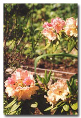 Rhododendron